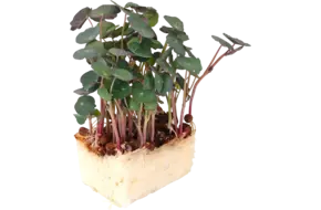 Zorri Cress